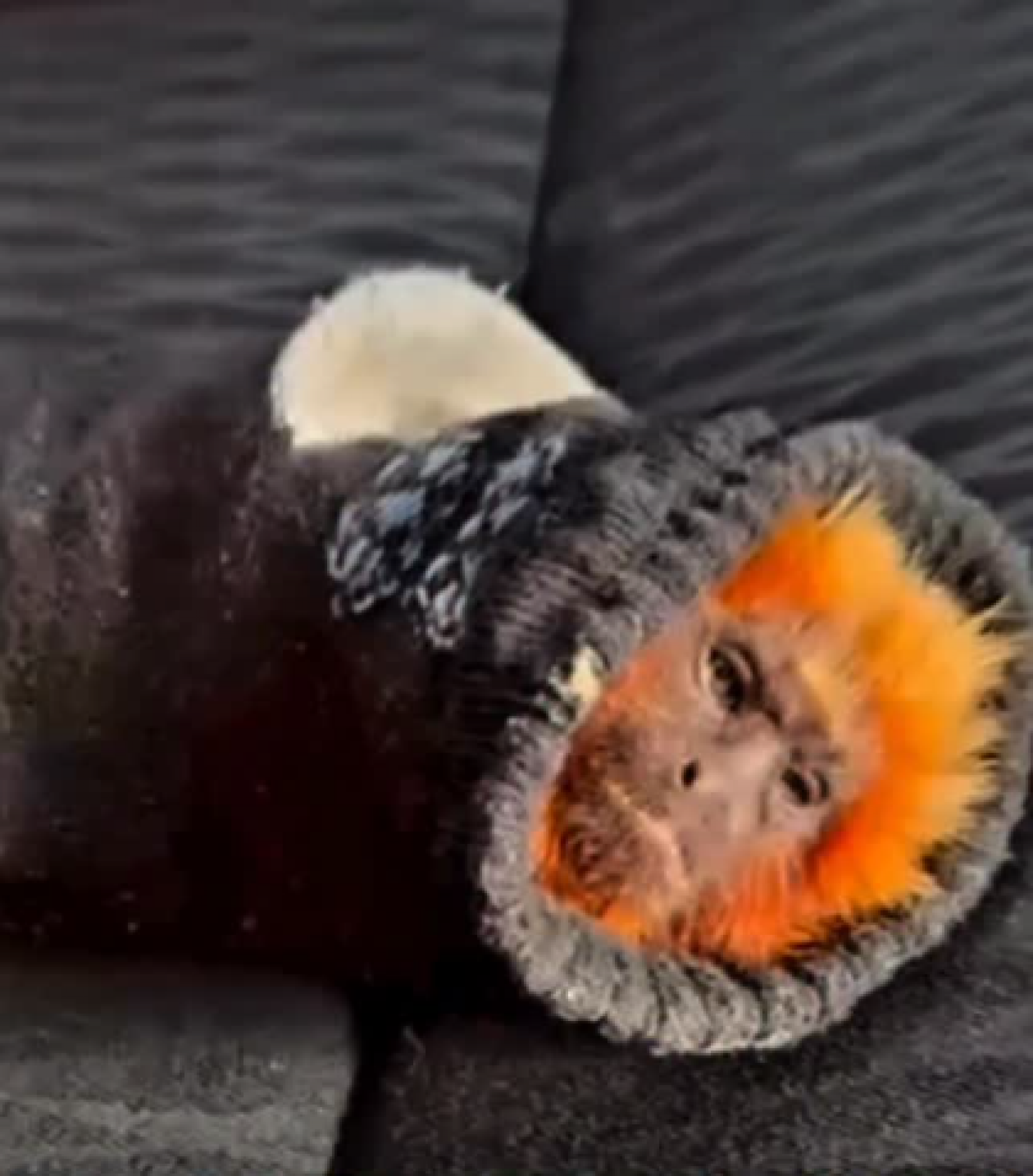 Dois homens foram denunciados ao serem flagrados transportando dois micos-leões-dourados aparentemente dopados - Reprodução / Redes Sociais