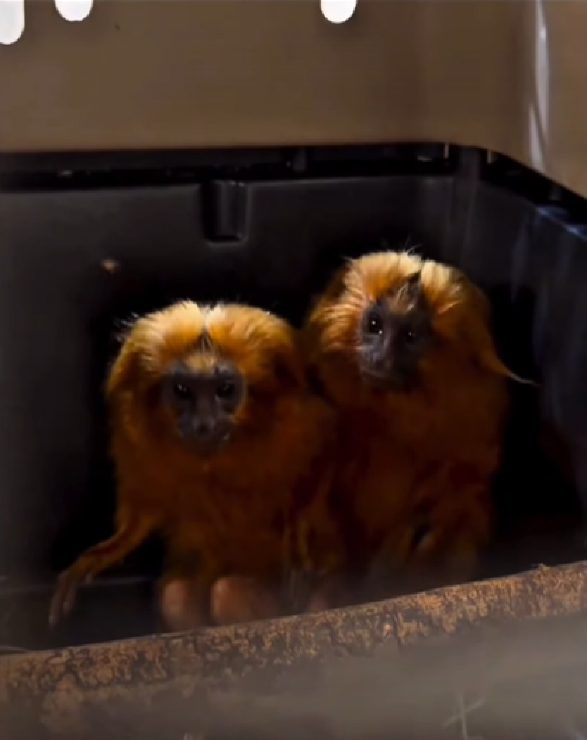 Os dois primatas foram encaminhados ao Instituto Vida Livre, onde receberam atendimento emergencial - Reprodução / Redes Sociais