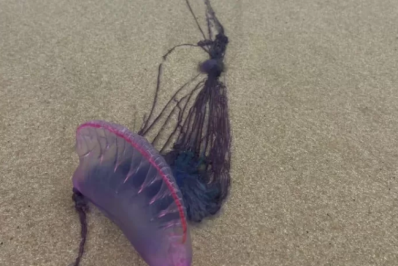 Cabo Frio alerta para aparecimento de caravelas-portuguesas nas praias