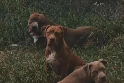 Vizinhos relatam abandono de oito cães em casa no Peró, em Cabo Frio; animais estão há dias sem assistência, dizem os relatos