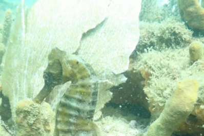 Cavalo-marinho-de-focinho-longo volta a ser registrado em Búzios após anos de declínio populacional