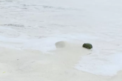 Caravela-portuguesa é encontrada nas Prainhas do Pontal do Atalaia, em Arraial do Cabo, nesta terça-feira (9)