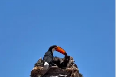 Filhotes de tucano são resgatados após caírem de ninho em Búzios