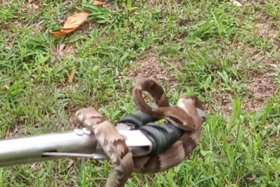 Guarda Ambiental de Iguaba Grande captura jararaca em telhado de residência no bairro Sapeatiba Mirim