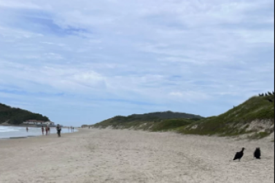 Tartaruga é encontrada morta na Praia do Peró, em Cabo Frio