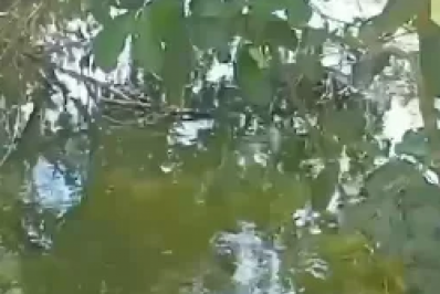 Jacaré é flagrado com cachorro morto na boca na Lagoa da Helena, em Búzios