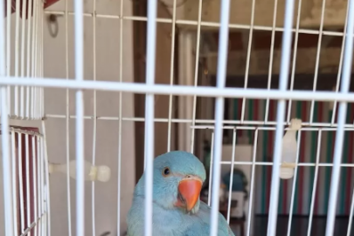 Periquito-indiano é resgatado ferido no bairro Jardim Caiçara, em Cabo Frio