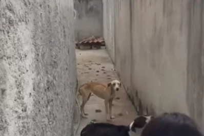 Dois cães são resgatados após denúncia de maus-tratos em Búzios
