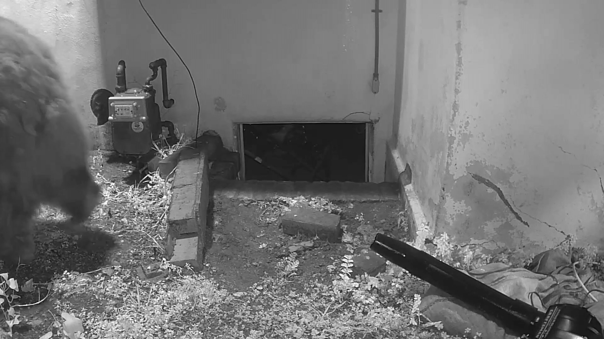 Entrada do porão da casa onde o urso vive - Reprodução / NYP