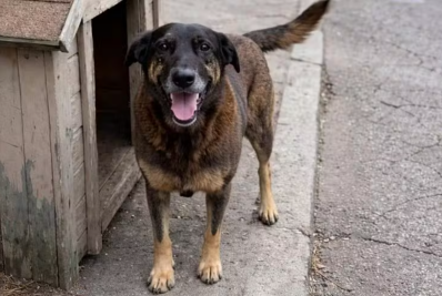 Quando a falta de limites mata: o Caso Orelha e o alerta aos Pais