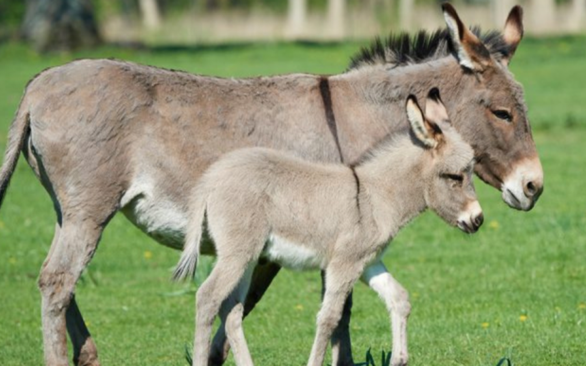 Jumentos s&atilde;o abandonados no Nordeste por n&atilde;o "servirem mais para o trabalho"