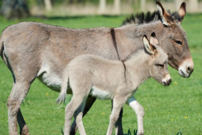 Animais como indivíduos: novo olhar Jurídico e Social