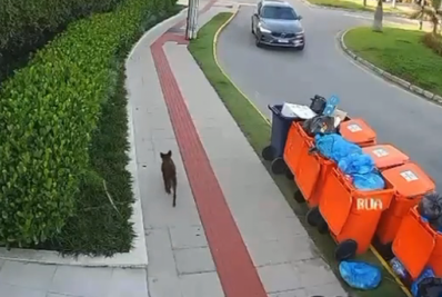 Defesa de adolescente divulga vídeo de cão Orelha vivo após horário da agressão