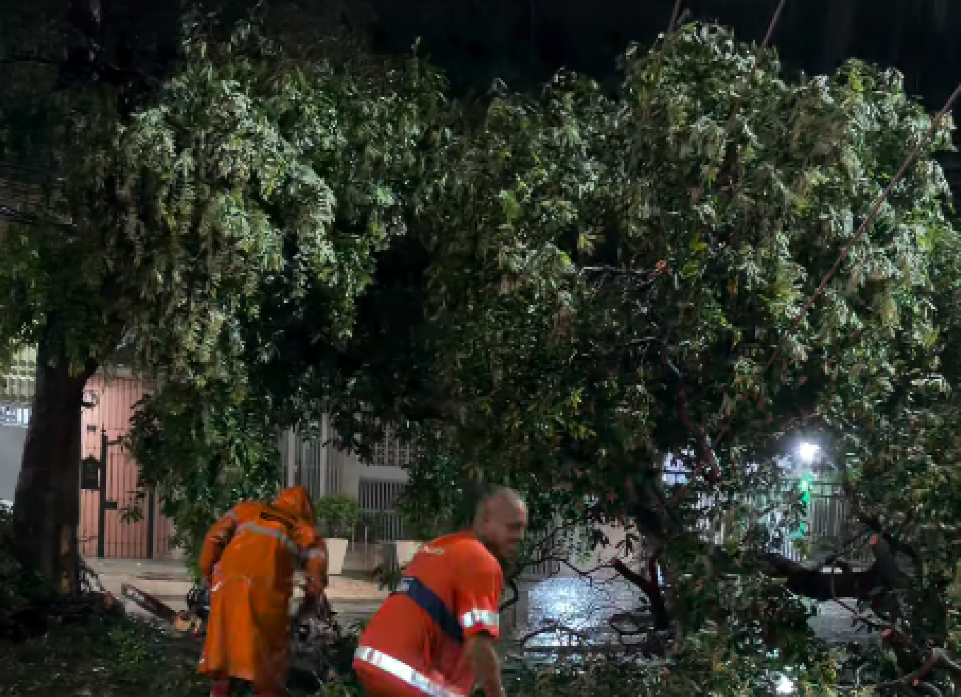 &Aacute;rvore caiu na Rua Uruguai, na Tijuca - Reprodu&ccedil;&atilde;o / Redes Sociais