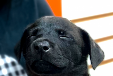 Caxias Shopping realiza edição de fevereiro da campanha 'Adote um Pet'