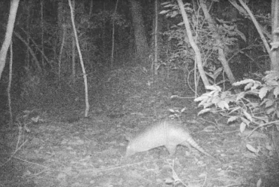 Tatu-bola ameaçado em extinção é registrado na Ilha dos Macacos em São Pedro da Aldeia