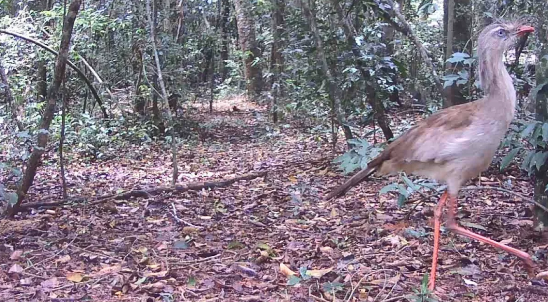 As imagens foram captadas por armadilhas fotográficas instaladas em pontos estratégicos da área de mata - Ascom
