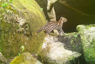 Gato-do-mato ameaçado de extinção é registrado no Parque dos Três Picos