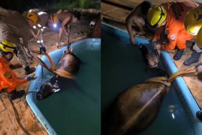 Vaca é resgatada de piscina por bombeiros em GO
