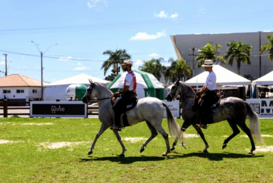 Cavalos de elite colocam Macaé no mapa nacional com exposição de Mangalarga Marchador