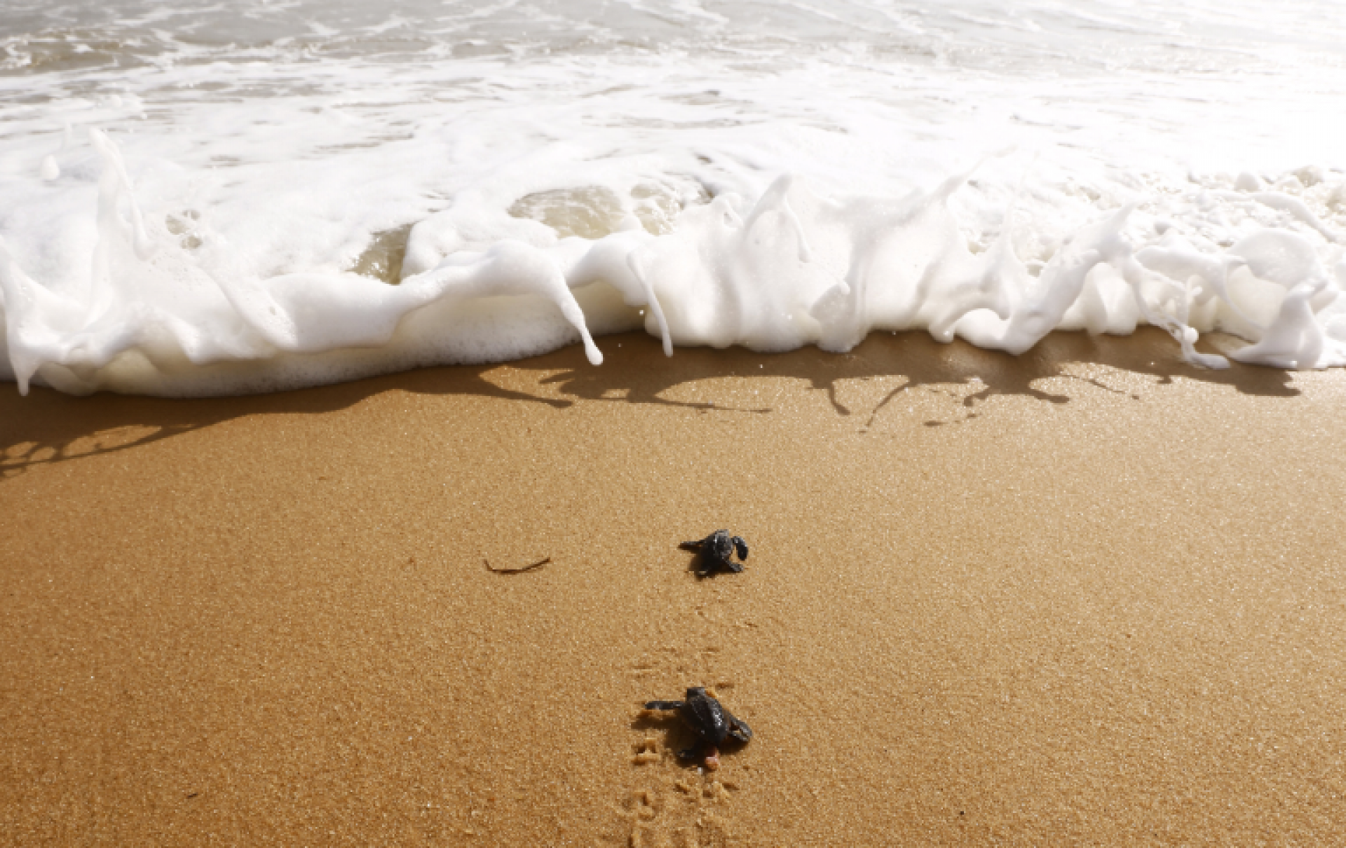 tartaruguinhas correndo pela vida