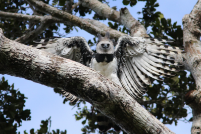 Gigante dos céus reaparece na Bahia