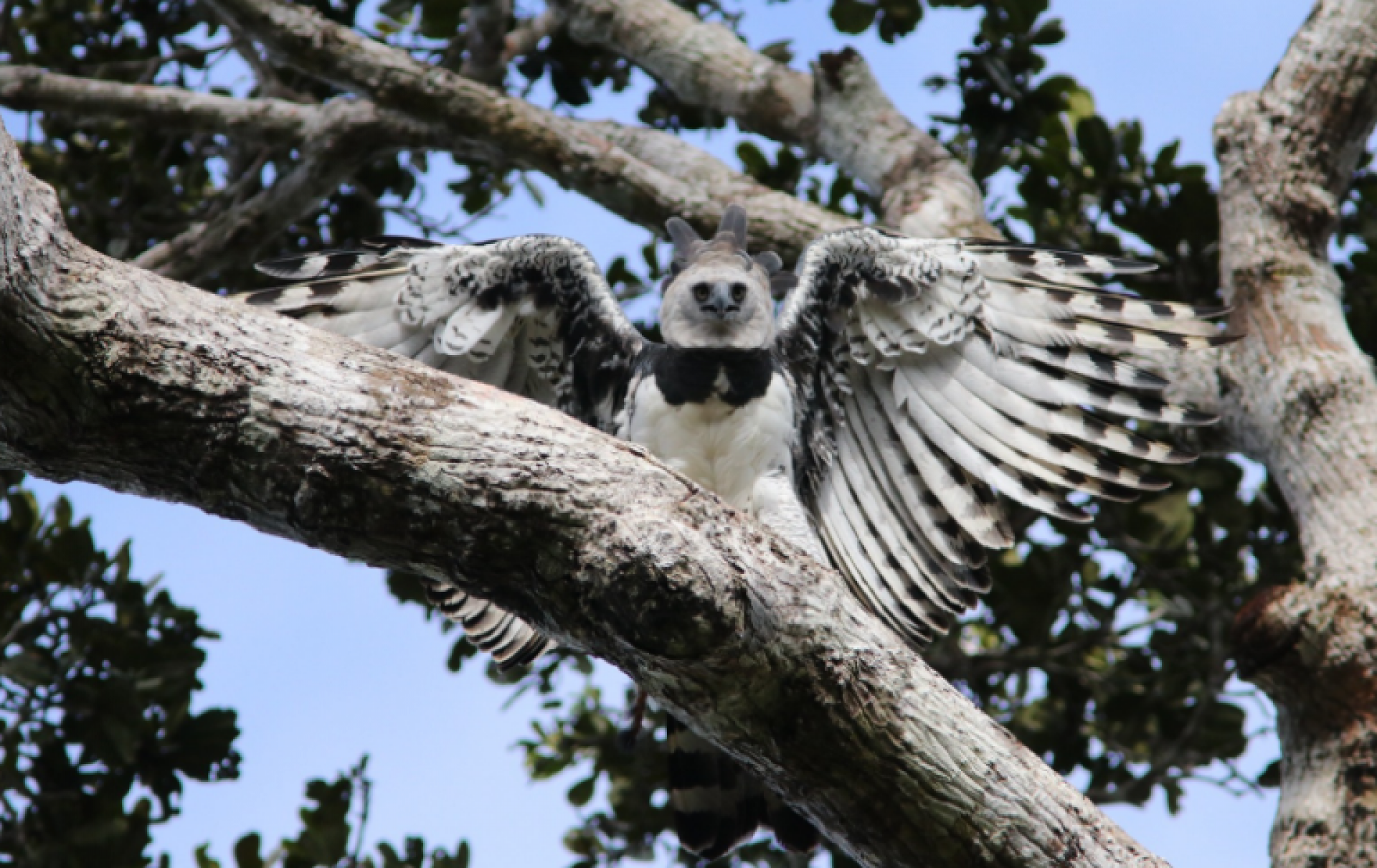 Gigante dos céus reaparece na Bahia