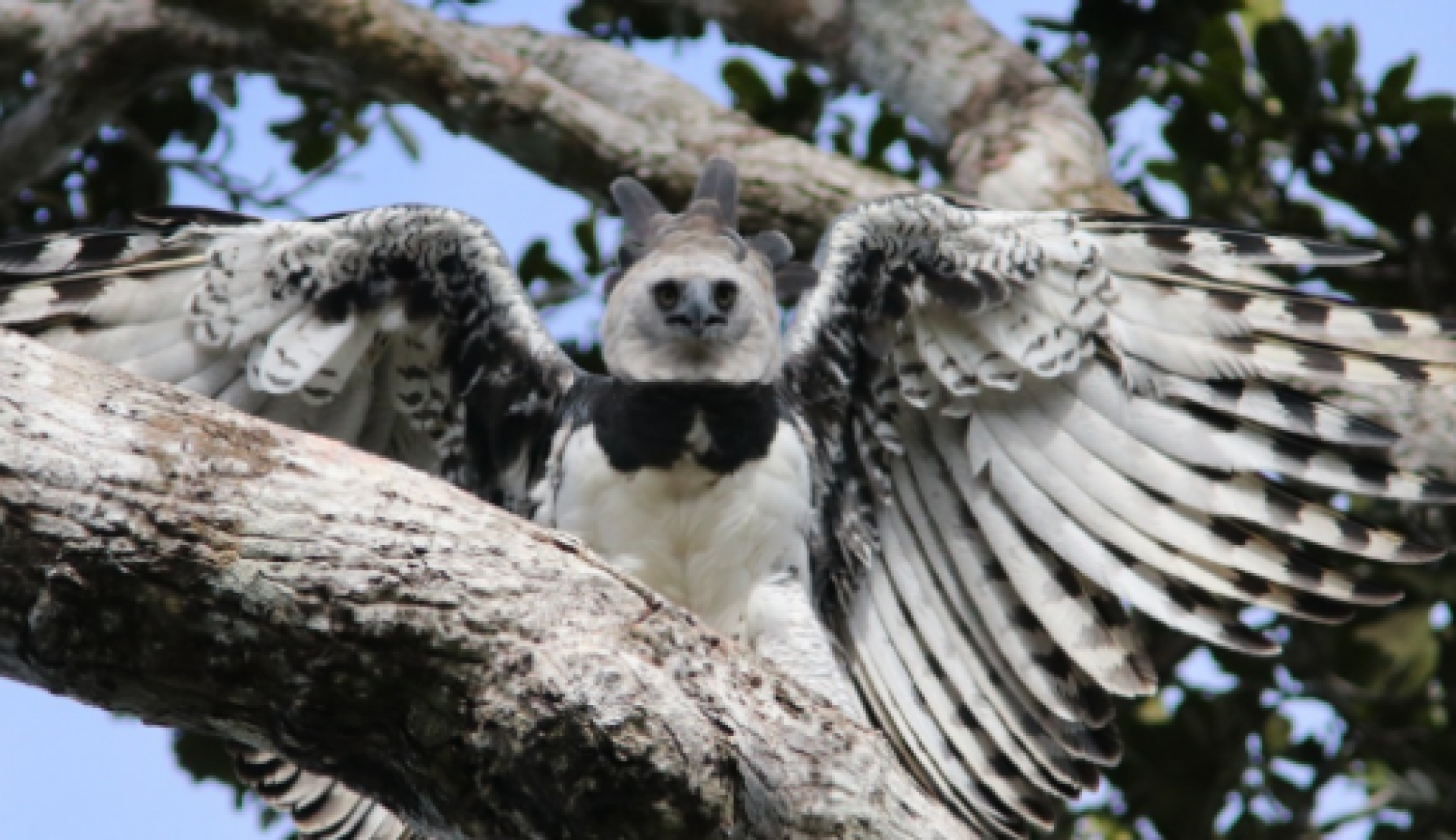 Esp&eacute;cie gigante volta a habitar o Brasil