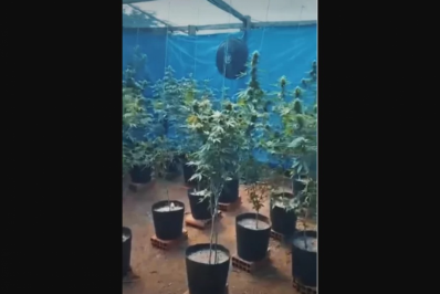 PM encontra estufa com 105 pés de maconha em Búzios