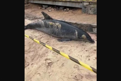 Golfinho é encontrado morto e mobiliza equipes na Praia Azeda, em Búzios