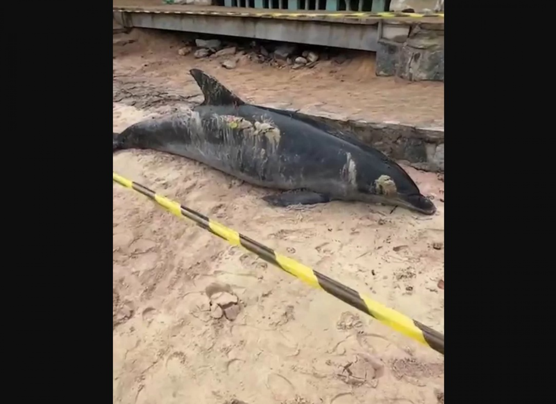 Trabalhadores retiraram o animal do mar até atendimento técnico. - Reprodução/ Jornal Folha de Búzios