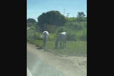 Animais soltos na RJ-106 colocam motoristas em risco em Araruama