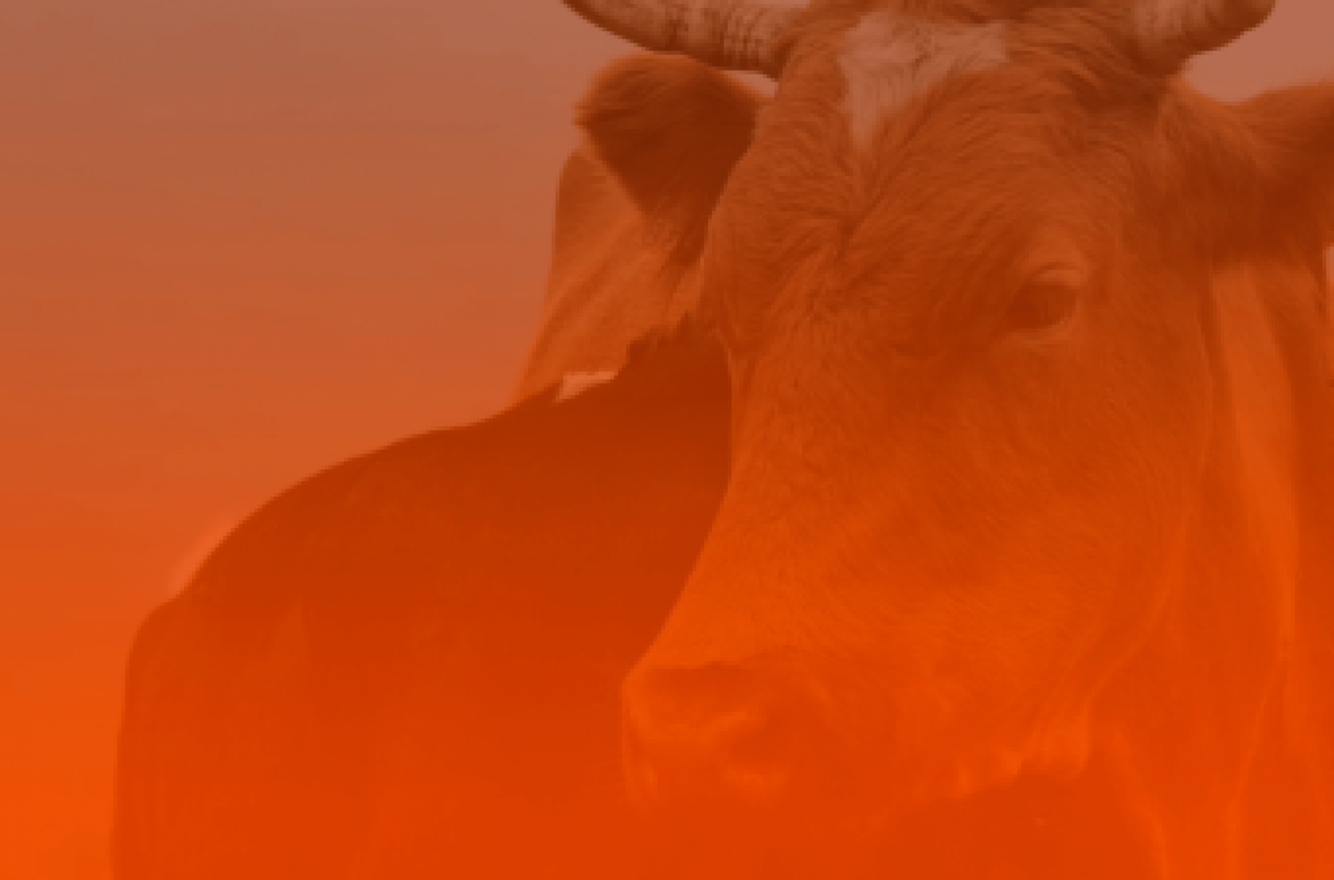 Come&ccedil;ou o m&ecirc;s de Touro 2026: o que muda para todos os signos?