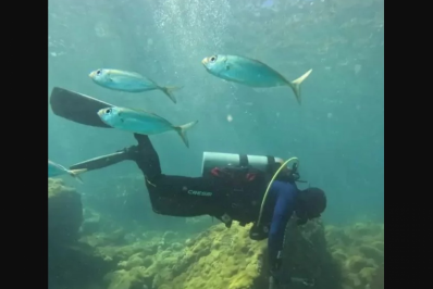 Censo marinho em Arraial do Cabo monitora tartarugas e oceano