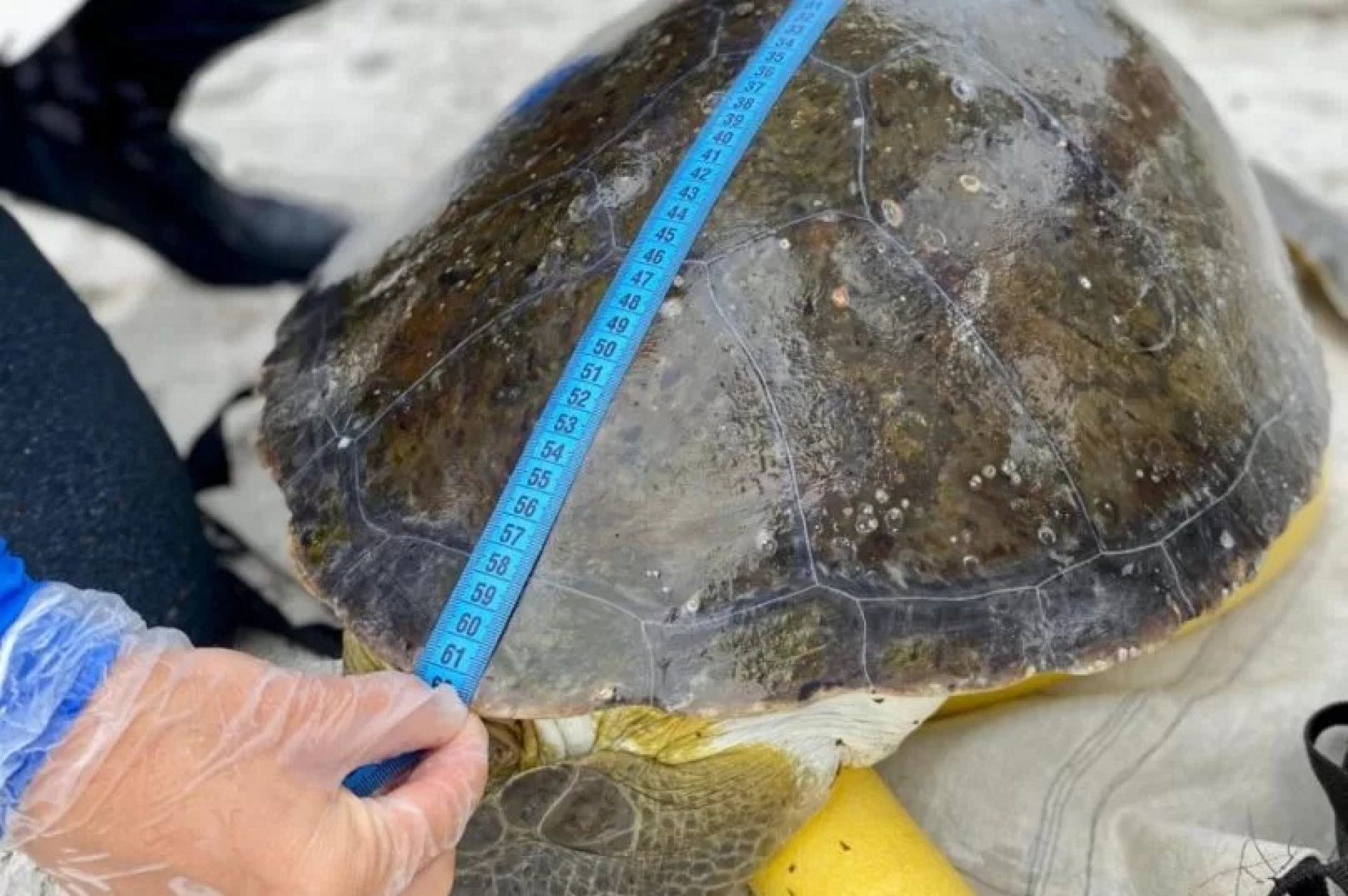 Pesquisa identifica padrões de ocorrência de tartarugas. - Reprodução/