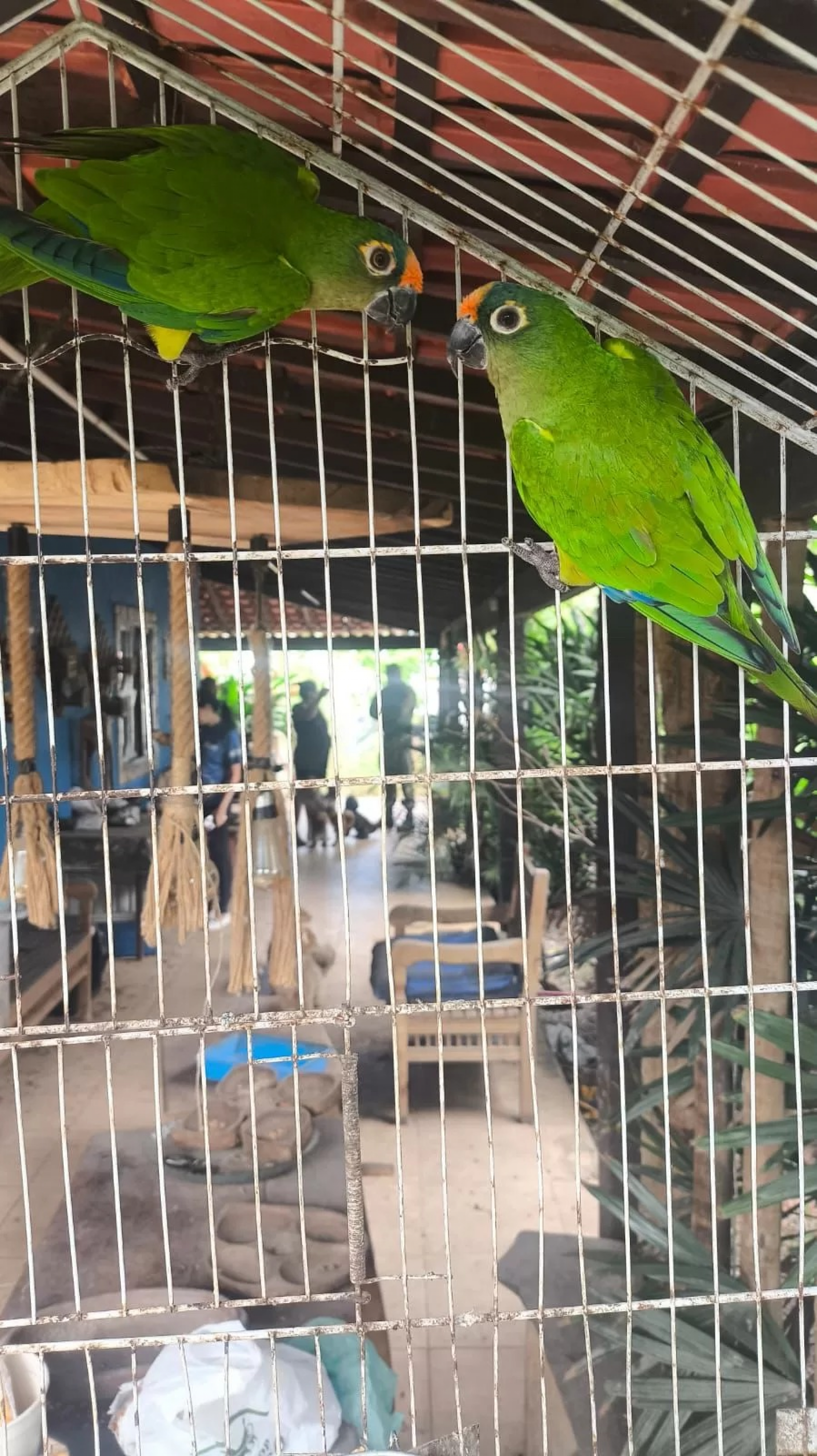 Animais foram recolhidos durante vistoria das autoridades. - Reprodução/