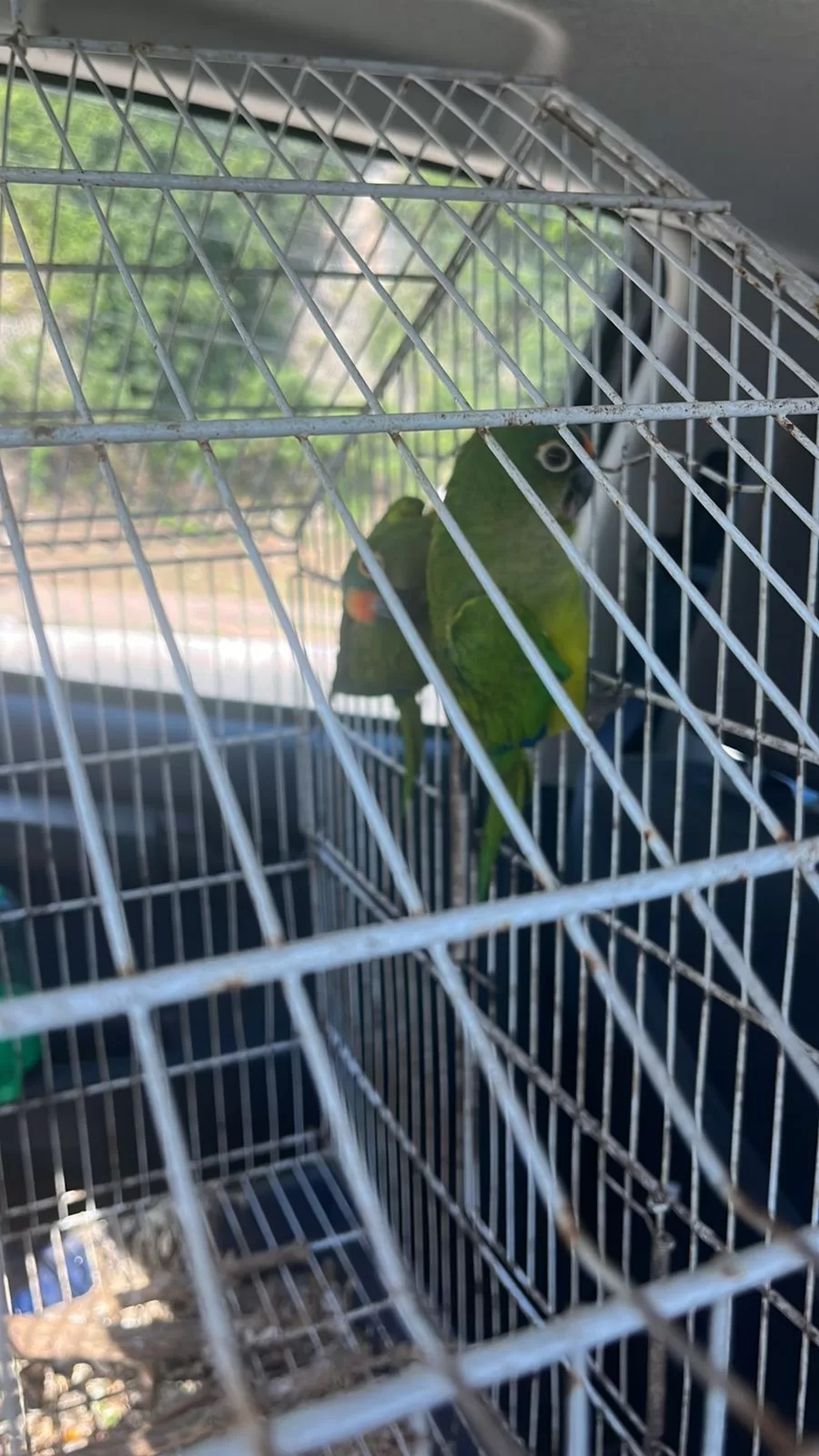 Animais foram recolhidos durante vistoria das autoridades. - Reprodução/