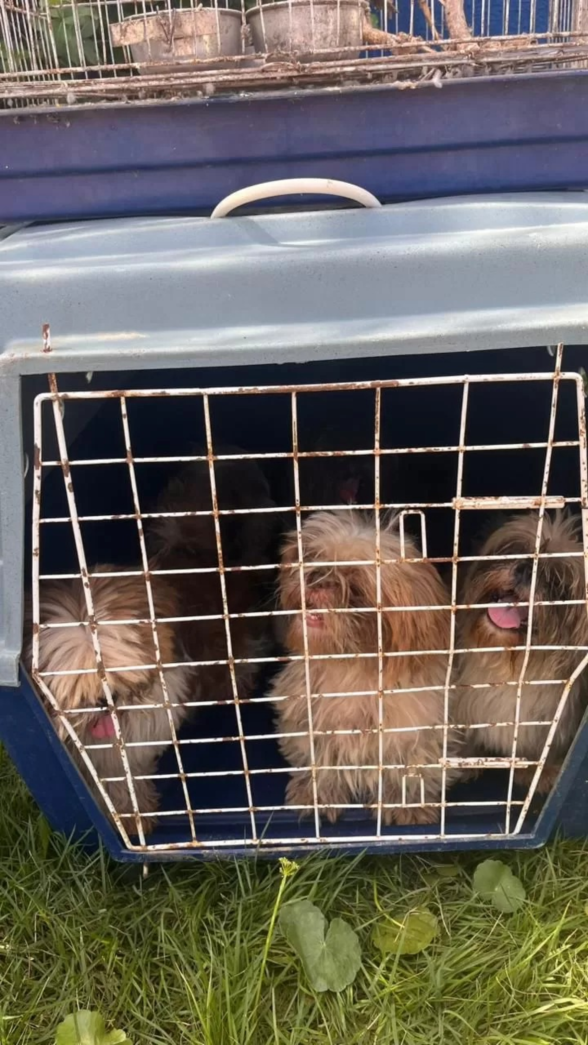 Animais foram recolhidos durante vistoria das autoridades. - Reprodução/