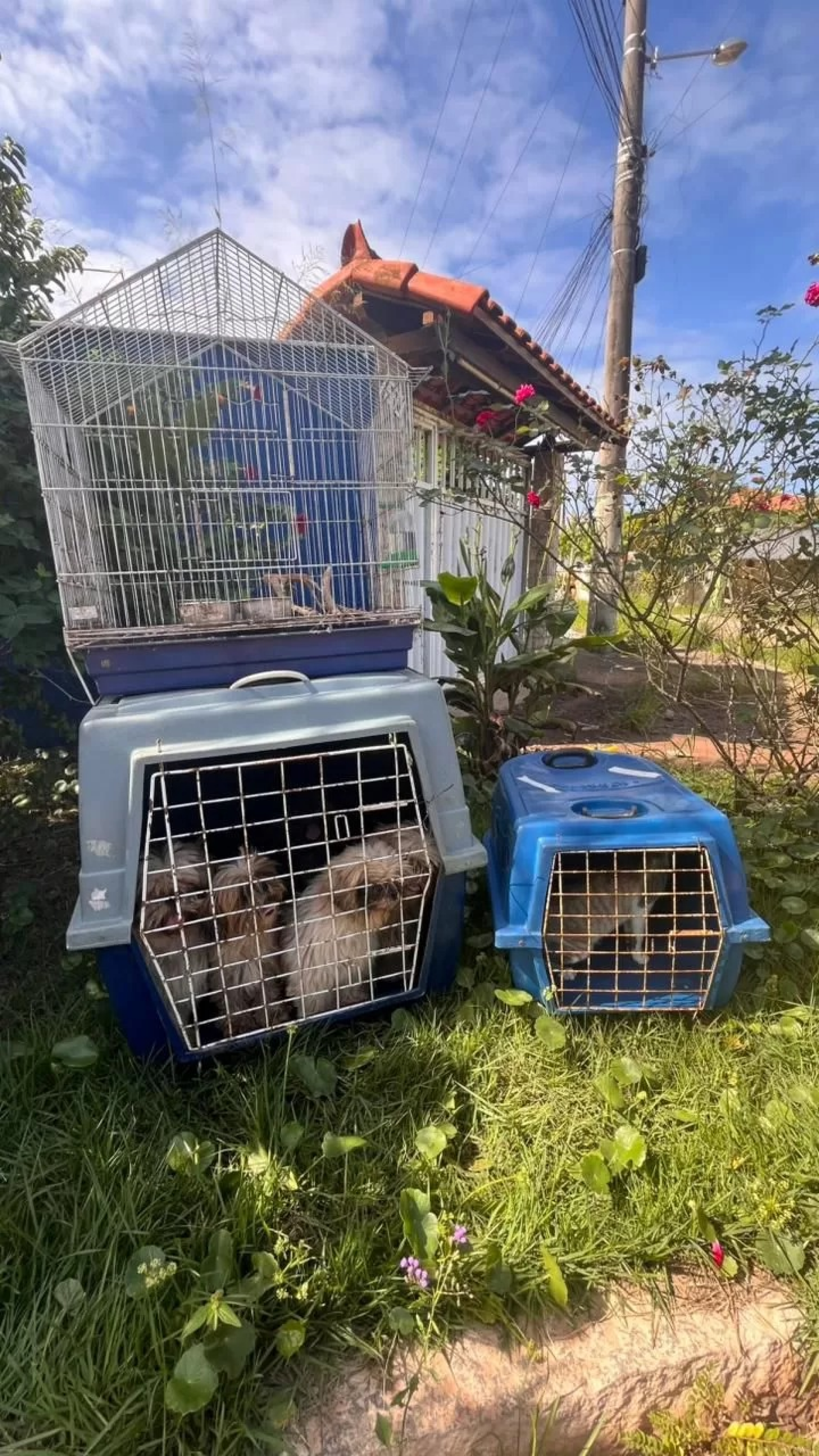 Animais foram recolhidos durante vistoria das autoridades. - Reprodução/