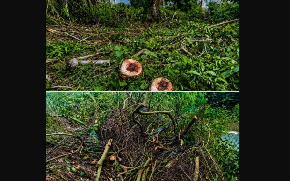 De acordo com a equipe, no local foram constatados corte e supressão de vegetação nativa.