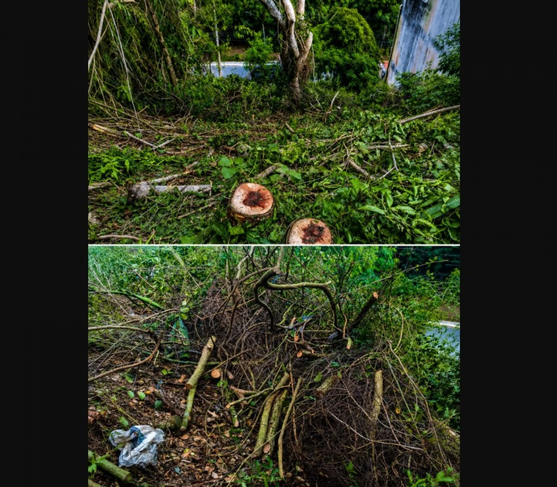 De acordo com a equipe, no local foram constatados corte e supress&atilde;o de vegeta&ccedil;&atilde;o nativa. - Reprodu&ccedil;&atilde;o/