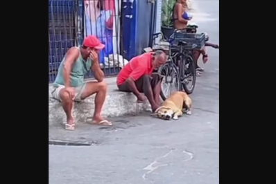 Cão vítima de maus-tratos é resgatado por equipe da Prefeitura de Cabo Frio