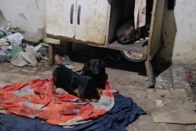 Prefeitura resgata 15 cães em situação de abandono e insalubridade em casa na Zona Oeste