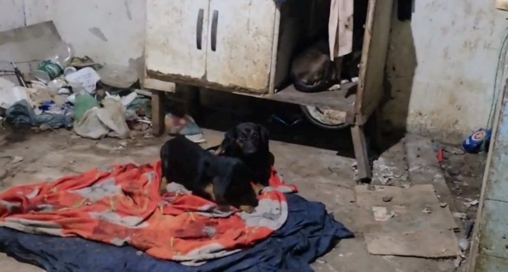 Prefeitura resgata 15 cães em situação de abandono e insalubridade em casa na Zona Oeste