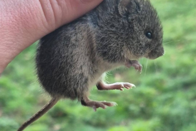 Missão científica em busca de hantavírus capturou cerca de 150 roedores em Ushuaia