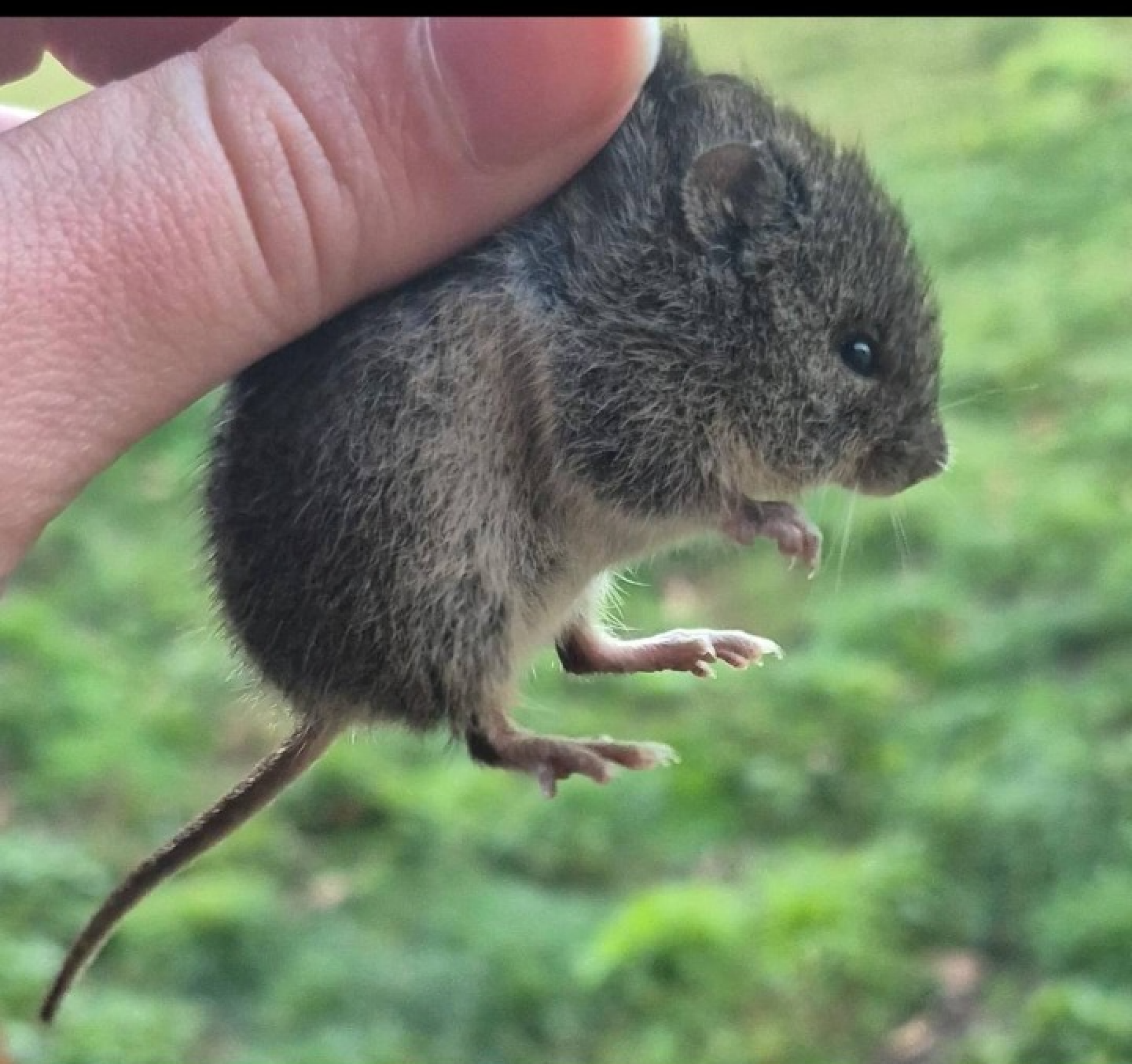 Missão científica em busca de hantavírus capturou cerca de 150 roedores em Ushuaia