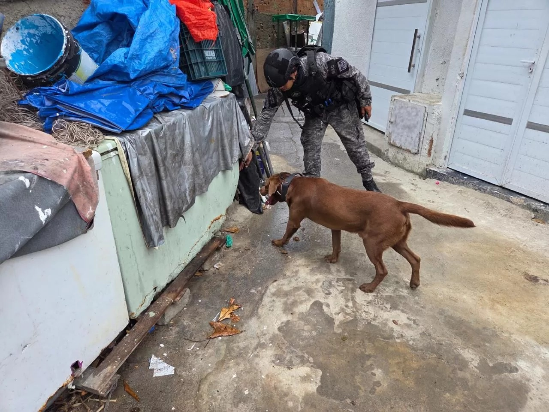 O policiamento utilizou cães farejadores do BAC para auxiliar nas buscas realizadas pelos agentes.  - Reprodução/