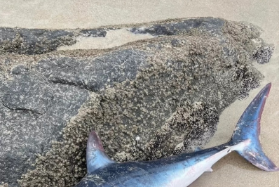 Tubarão-mako é encontrado morto após encalhar Praia do Pontal do Peró