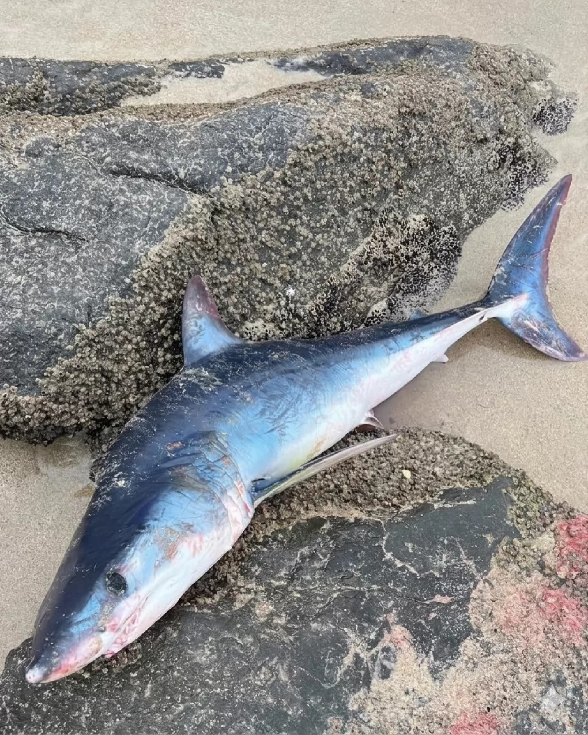 Tubarão-mako é encontrado morto após encalhar Praia do Pontal do Peró