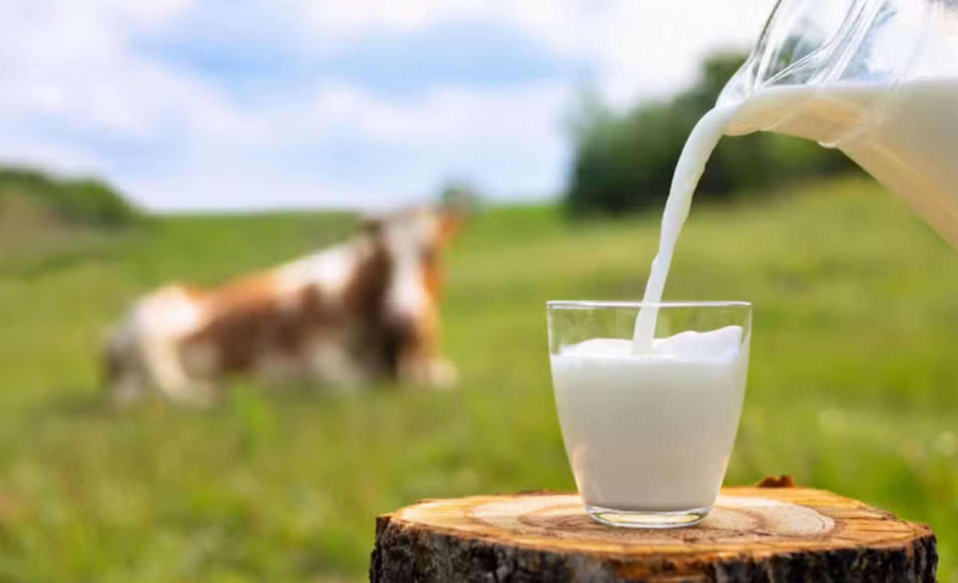 Dia Mundial do Leite: mitos e verdades sobre o alimento mais consumido do mundo